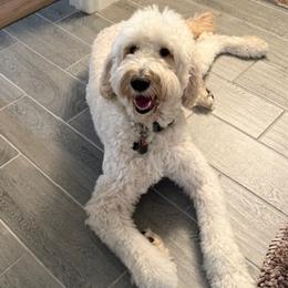Goldendoodles from All Tails Entertainment