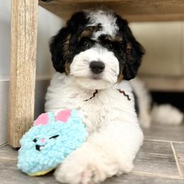 Bernedoodle and Goldendoodle Puppies from Point Breeze Doodles, LLC