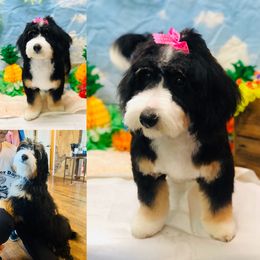 Bernedoodle and Goldendoodle Puppies from Cottrell’s Poodles & Doodles