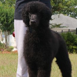 Graham - Poodle