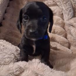 Joe (blue) - Black male Dachshund puppy in Martinsville, Indiana from Kary's Mini Doxie Kuddles