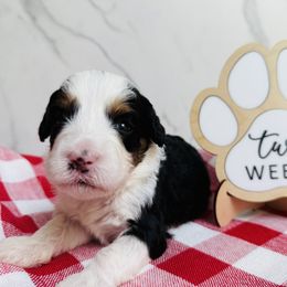 Rigatoni- Gray Collar - Tri-color male Bernedoodle puppy in Katy, Texas from Bluebonnet Bernedoodles of Southeast Texas