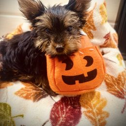Yorkie Pup Male - Black and tan male Yorkshire Terrier puppy in Bakersfield, California from Yorkie To My Heart