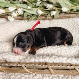 Rose - Tri-color female Bernedoodle puppy in Ammon, Idaho from Little Stone Bernedoodles