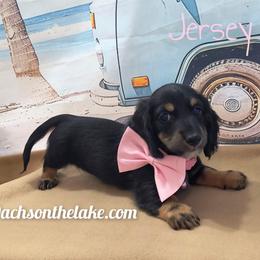 Jersey  2000 - Black and tan female Dachshund puppy in Grove, Oklahoma from Dachs on the lake