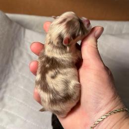 Phoenix - Chocolate merle male Pomeranian puppy in Edmond, Oklahoma from My Sun & Moon Poms