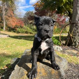 Rambo (ears are cropped) - Black male Cane Corso puppy in Lititz, Pennsylvania from Lititz Cane Corsos