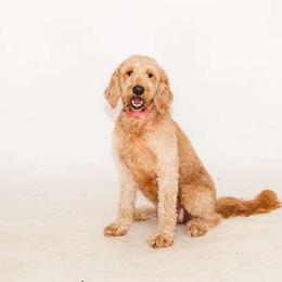 Maggie - Goldendoodle