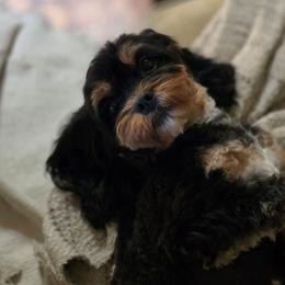 Maeve - Black and tan female Cavapoo puppy in Las Cruces, New Mexico from Moongate Cavaliers