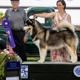 Tyson - Alaskan Malamute
