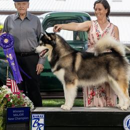 Tyson - Alaskan Malamute