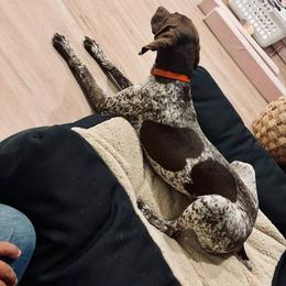 Maggie - Liver roan female German Shorthaired Pointer puppy in Huntington, Texas from B&B GSP’S