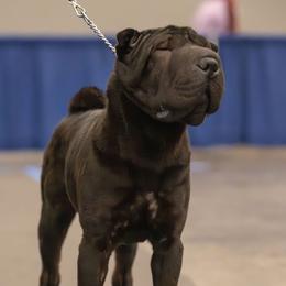 Plum - Chinese Shar-Pei