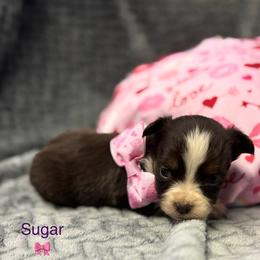 Sugar - Red tri female Toy Australian Shepherd puppy in Carlsbad, New Mexico from Carlsbad Toy Aussies