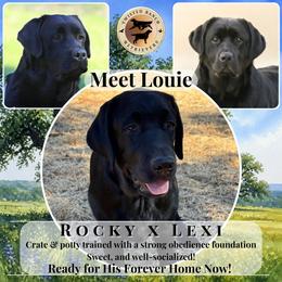 Louie - Black male Labrador Retriever puppy in Fair Oaks, California from Twisted Ranch Retrievers
