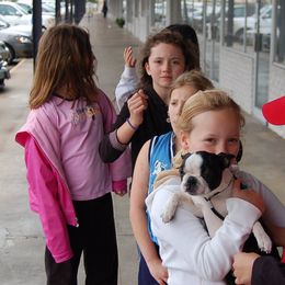 Boston Terrier Puppies from Oui Bostons