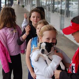 Boston Terrier Puppies from Oui Bostons