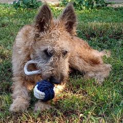 Puppy boy number 6 with a purple collar - Red sable male Belgian Laekenois puppy in Ball Ground, Georgia from COSWALD  BELGIAN  LAEKENOIS