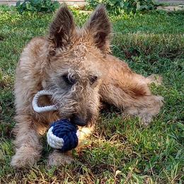 Puppy boy number 6 with a purple collar - Red sable male Belgian Laekenois puppy in Ball Ground, Georgia from COSWALD  BELGIAN  LAEKENOIS