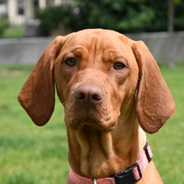 Rosie - Vizsla