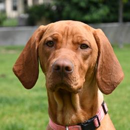 Rosie - Vizsla