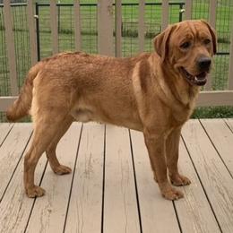 Labrador Retriever puppies from Cary’s Buck Creek Farm LLC