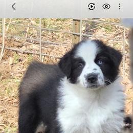 Australian Shepherd All Grown Up from Blue Barn Aussies ltd