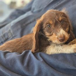 Blossom - Piebald female Dachshund puppy in Gardendale, Texas from C & R Dachshund