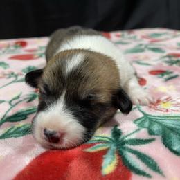 Lamb - Red male Pembroke Welsh Corgi puppy in Barstow, California from Caldwell’s Corgis of Southern California