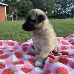 Georgia - Fawn female Anatolian Shepherd Dog puppy in Starr, South Carolina from Home with Havanese