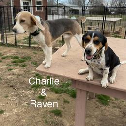 Beagle puppies from Hales Little Beagle Haven