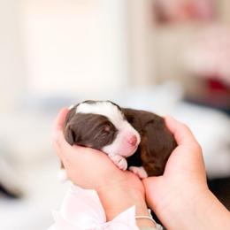 Indy-Bluey - Tri-color female Bernedoodle puppy in Ontario, California from Teddy Doodles & Standard Poodles