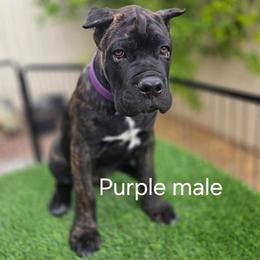 Male 4 - Chestnut brindle male Cane Corso puppy in California from Donato Kennels