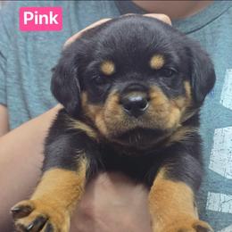 Girl 2 - Black and mahogany female Rottweiler puppy in Hamburg, New York from World Class Rottweilers And French bulldogs