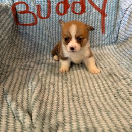 Nutty Buddy - Sable male Pembroke Welsh Corgi puppy in Sherwood, Michigan from Patrick's Puppies
