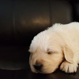 Golden Retriever Puppies from Montrose Goldens