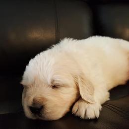 Golden Retriever Puppies from Montrose Goldens