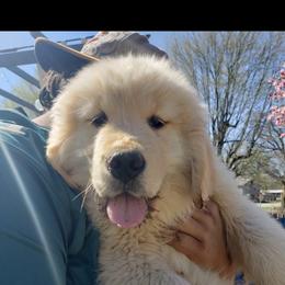 Golden Retriever and Labrador Retriever Puppies from Harvest Moon Farms