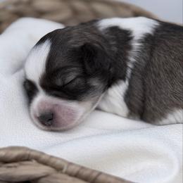 Jingle - Parti male Miniature Schnauzer puppy in Collinsville, Mississippi from Hillside Kennels