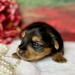 Yorkshire Terriers from More Than Family