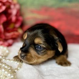 Yorkshire Terriers from More Than Family