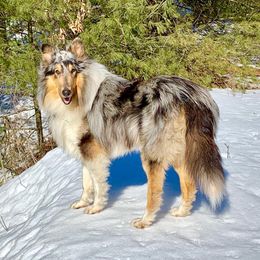 Marbles - Collie