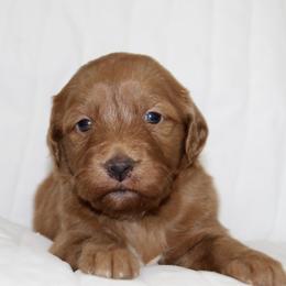 Gemma - female Goldendoodle puppy in Yukon, Oklahoma from Silver Barn Doodles