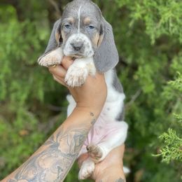 Basset Hound Puppies from Central Kentucky Basset Hounds
