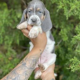 Basset Hound Puppies from Central Kentucky Basset Hounds