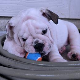 Lucky - White male Bulldog puppy in Brookshire, Texas from Daisy’s Bully Bloom