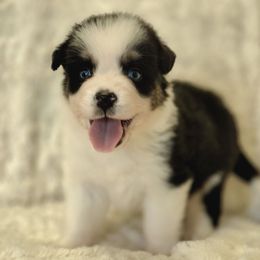 Valentine - Black tri-color male Australian Shepherd puppy in Mc Alpin, Florida from RussKris Farms Aussies