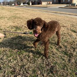 Drax - Poodle