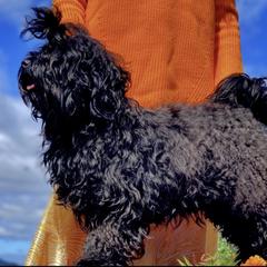 Dakar - Russian Tsvetnaya Bolonka