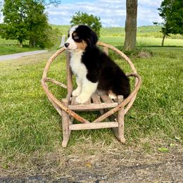 Simon - Black tri male Miniature American Shepherd puppy in Hillsboro, Kentucky from Kidd’s Miniature American Shepherds